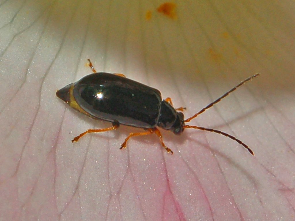 Un piccolo coleottero nero ... Luperus longicornis